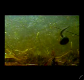 tadpoles